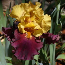Location: My garden in Bakersfield, CA
Date: April 27, 2012
In sunlight