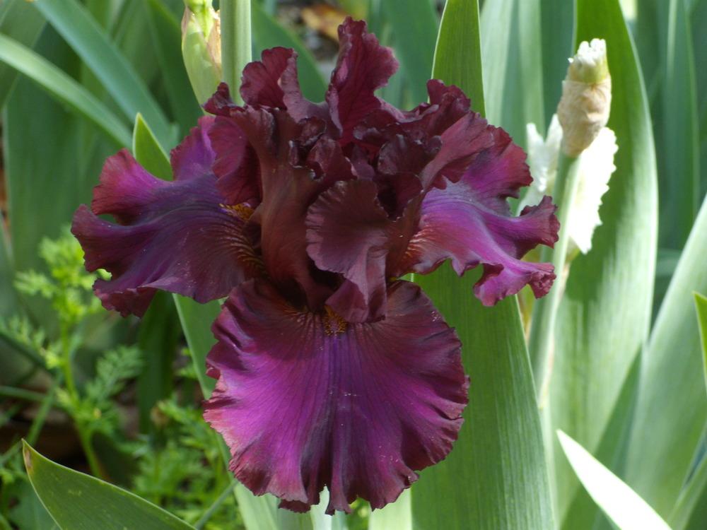 Photo of Tall Bearded Iris (Iris 'Red Handed') uploaded by Betja
