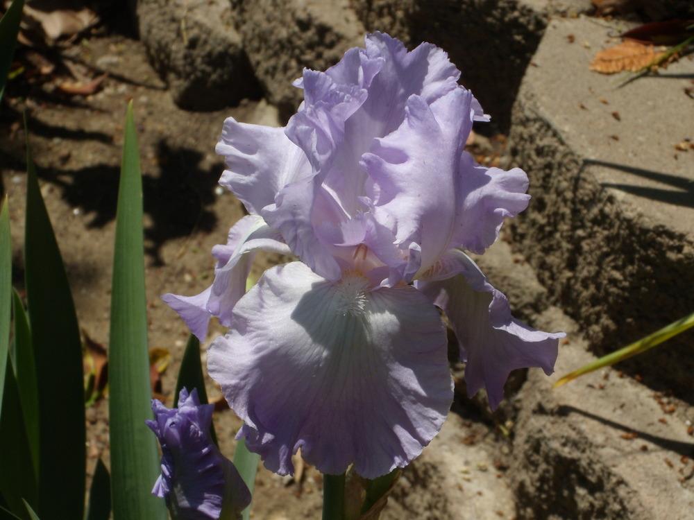 Photo of Tall Bearded Iris (Iris 'Mary Frances') uploaded by Betja