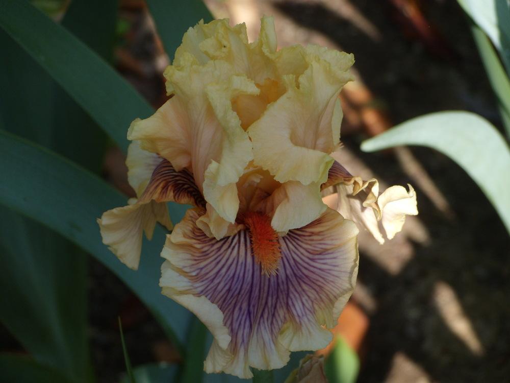 Photo of Tall Bearded Iris (Iris 'Dreamalot') uploaded by Betja