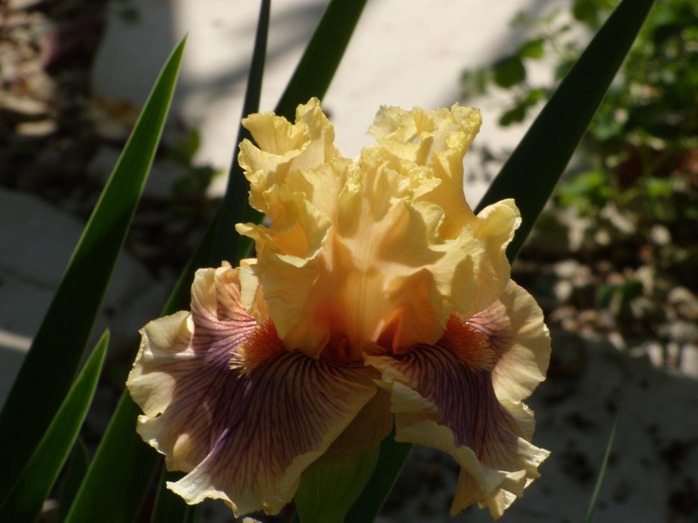 Photo of Tall Bearded Iris (Iris 'Dreamalot') uploaded by Betja