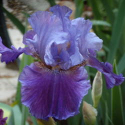 Location: My garden in Bakersfield, CA
Date: April 23, 2012 