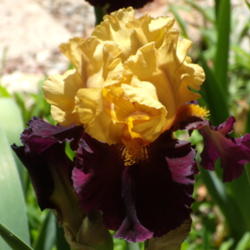 Location: My garden in Bakersfield, CA
Date: May 1, 2012 