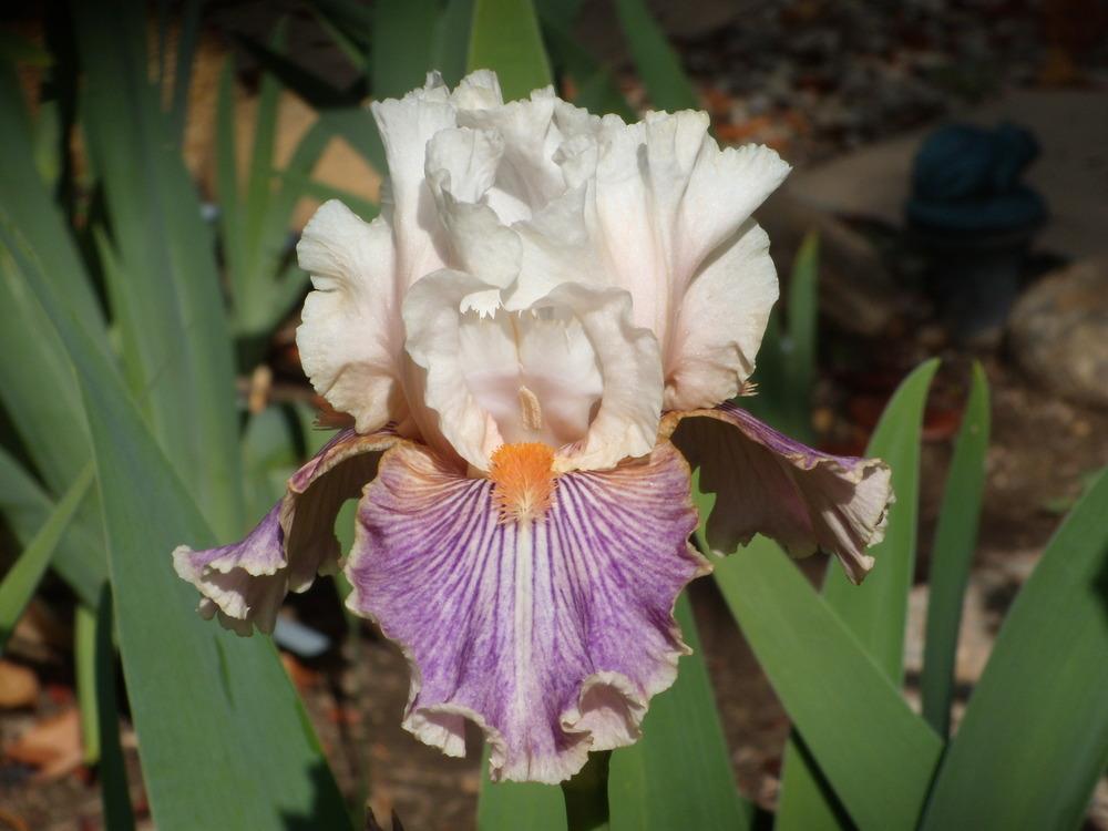 Photo of Tall Bearded Iris (Iris 'Made You Look') uploaded by Betja