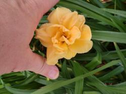 Thumb of 2012-05-15/Ditchlily/08c901