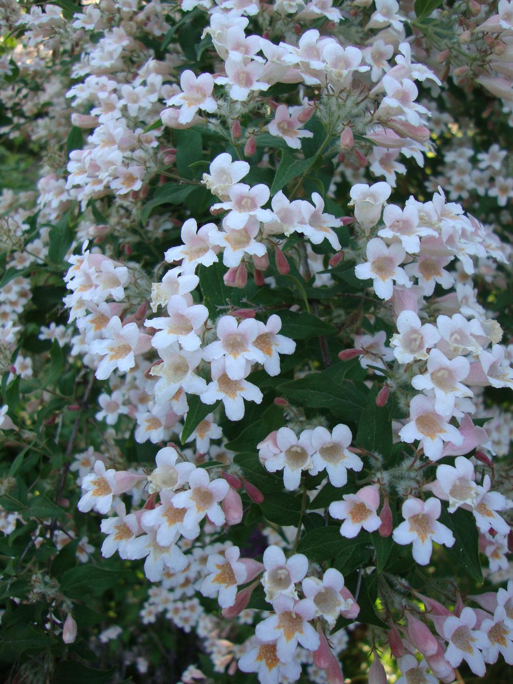 Photo of Beautybush (Kolkwitzia amabilis 'Pink Cloud') uploaded by Paul2032