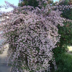 Location: Pleasant Grove, Utah
Date: 2012-05-14
In my garden