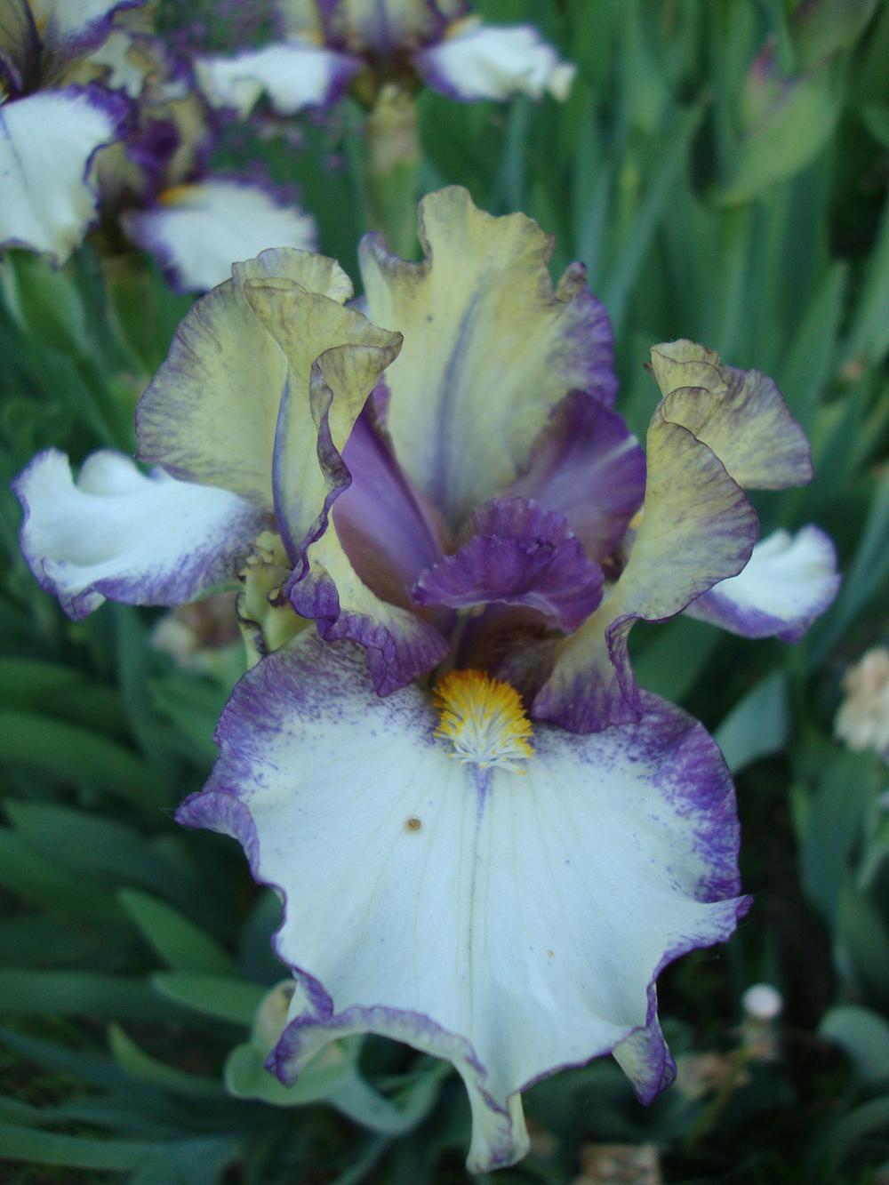 Photo of Intermediate Bearded Iris (Iris 'Nickel') uploaded by Paul2032