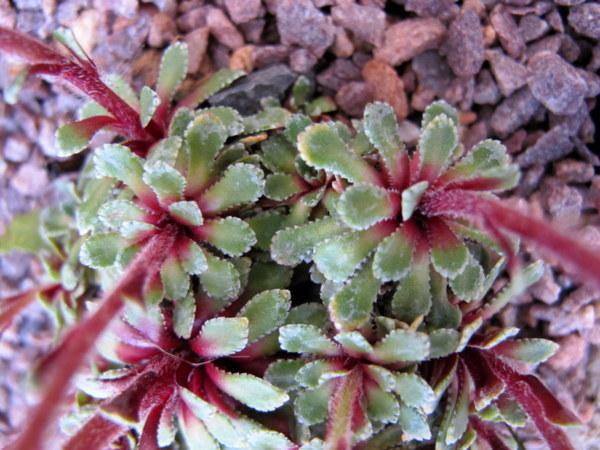 Photo of Encrusted Saxifrage (Saxifraga 'Whitehill') uploaded by goldfinch4
