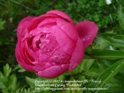 Thumb of 2012-05-15/magnolialover/610176