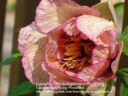 Thumb of 2012-05-15/magnolialover/f02863