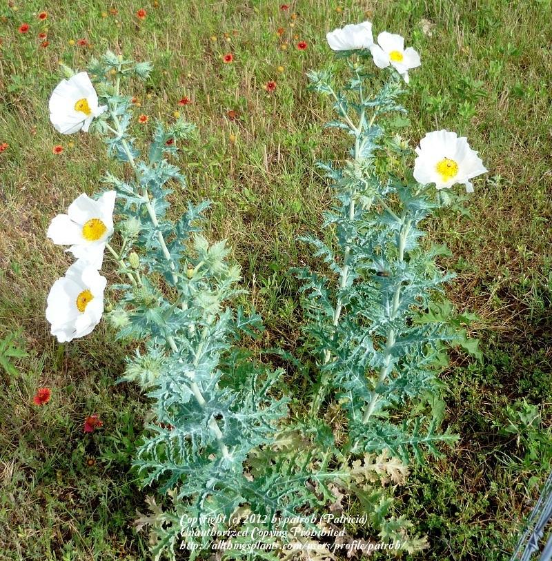Photo of Bluestem Pricklypoppy (Argemone albiflora subsp. texana) uploaded by patrob