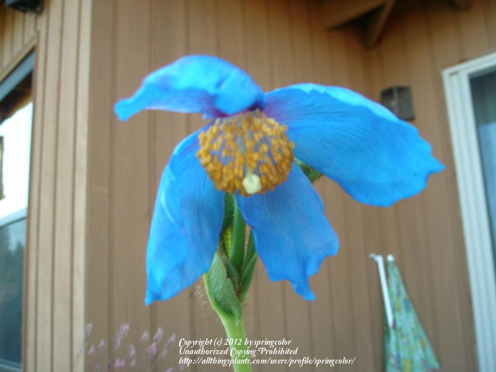 Photo of Poppy (Meconopsis 'Lingholm') uploaded by springcolor