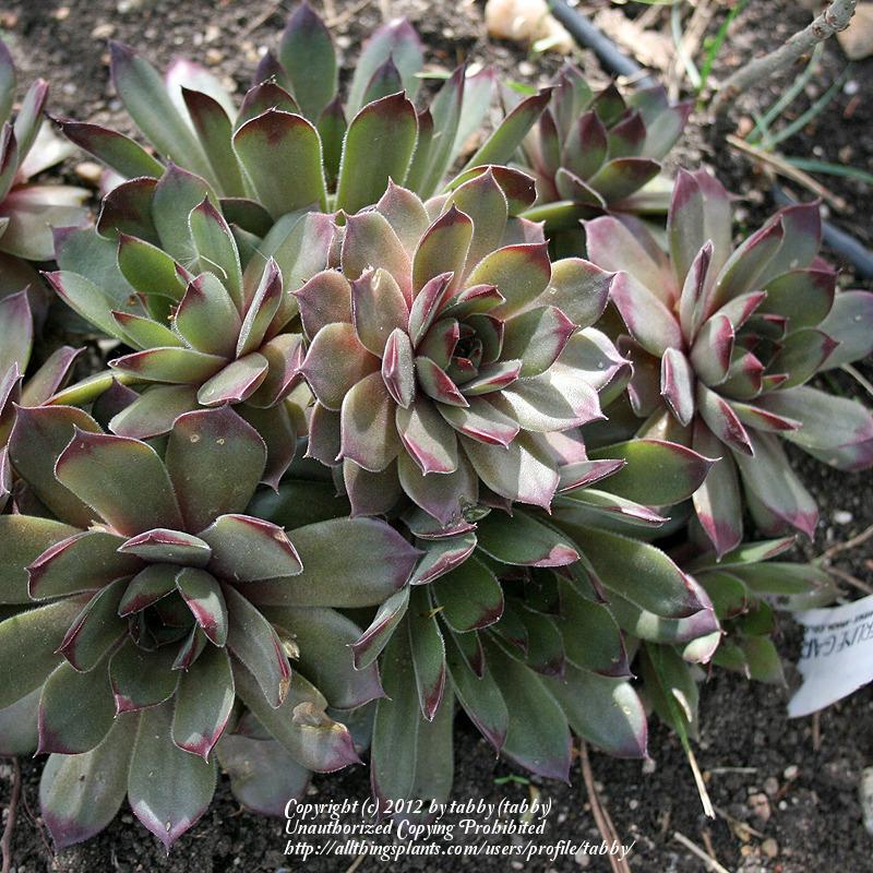 Photo of Hen and Chicks (Sempervivum 'Unicorn') uploaded by tabby