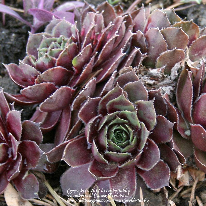 Photo of Hen and Chicks (Sempervivum 'Black Prince') uploaded by tabby