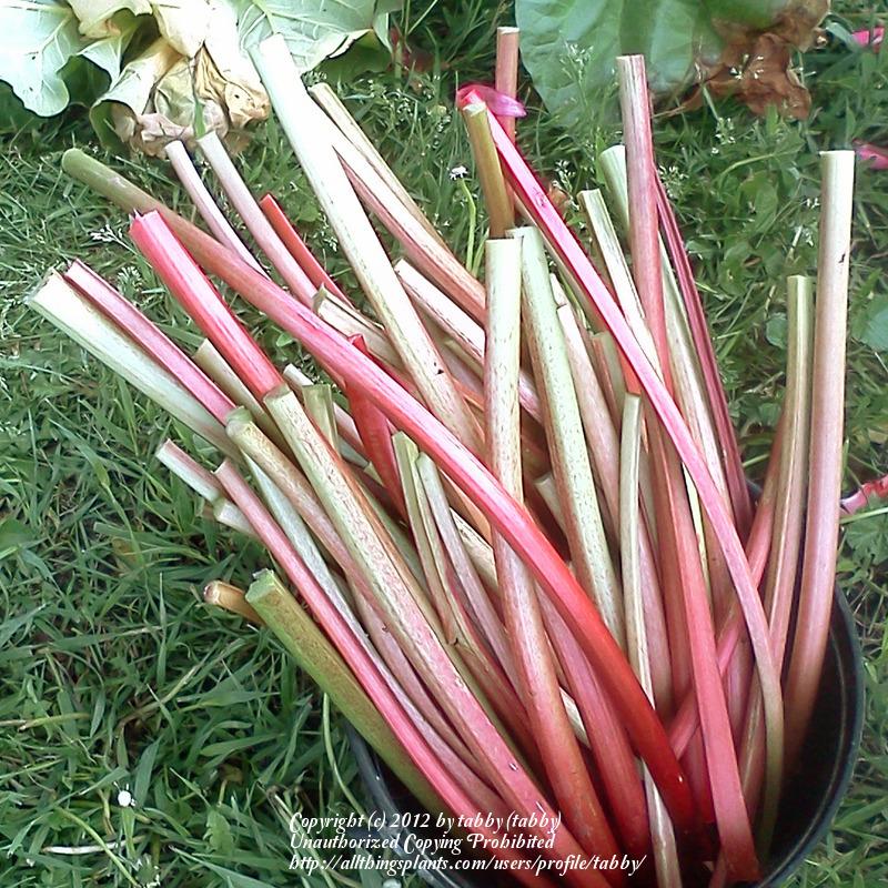 Photo of Rhubarb (Rheum rhabarbarum 'Canada Red') uploaded by tabby