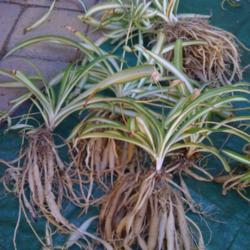Location: At our garden - Central Valley area, CA
Date: 2012-05-10
Very thick roots of root bound spider plants before I gave them a