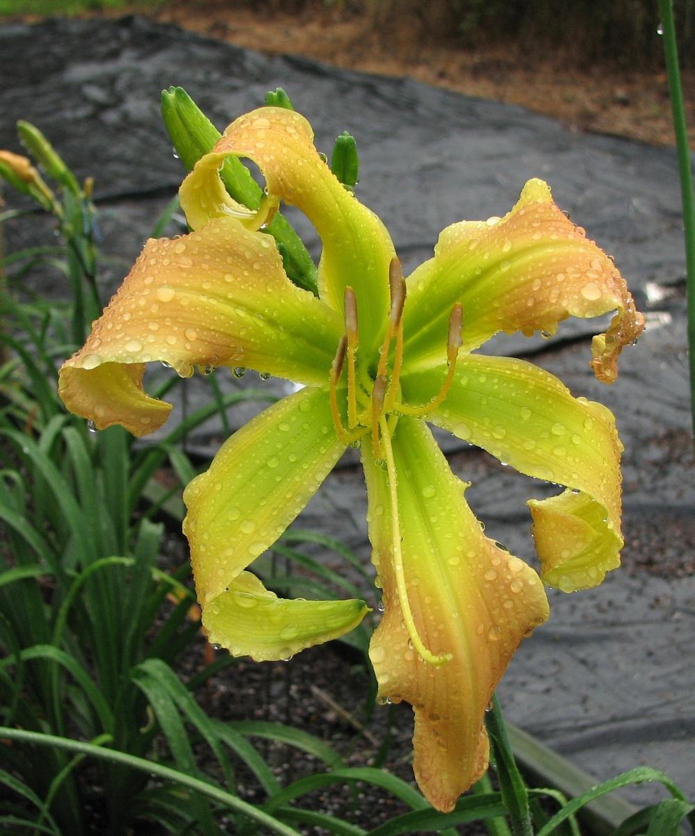 Photo of Daylily (Hemerocallis 'Gothic Butterfly') uploaded by tink3472