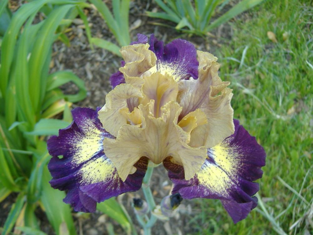 Photo of Tall Bearded Iris (Iris 'Exactitude') uploaded by tveguy3
