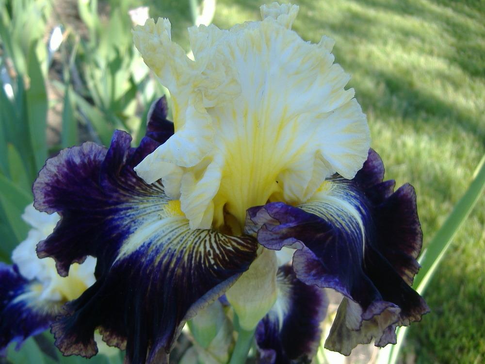 Photo of Tall Bearded Iris (Iris 'Cold Fusion') uploaded by tveguy3