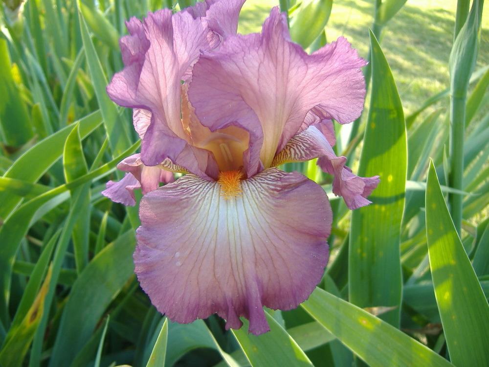 Photo of Tall Bearded Iris (Iris 'Sisters of Loretto') uploaded by tveguy3