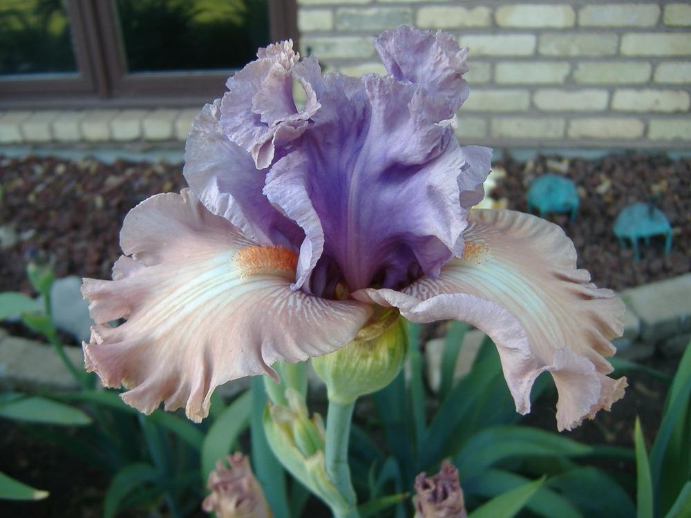 Photo of Tall Bearded Iris (Iris 'Role Reversal') uploaded by tveguy3