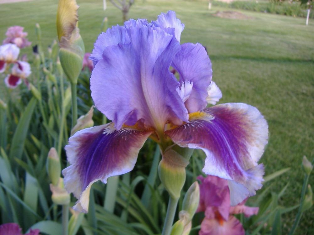 Photo of Tall Bearded Iris (Iris 'Lights Camera Action') uploaded by tveguy3
