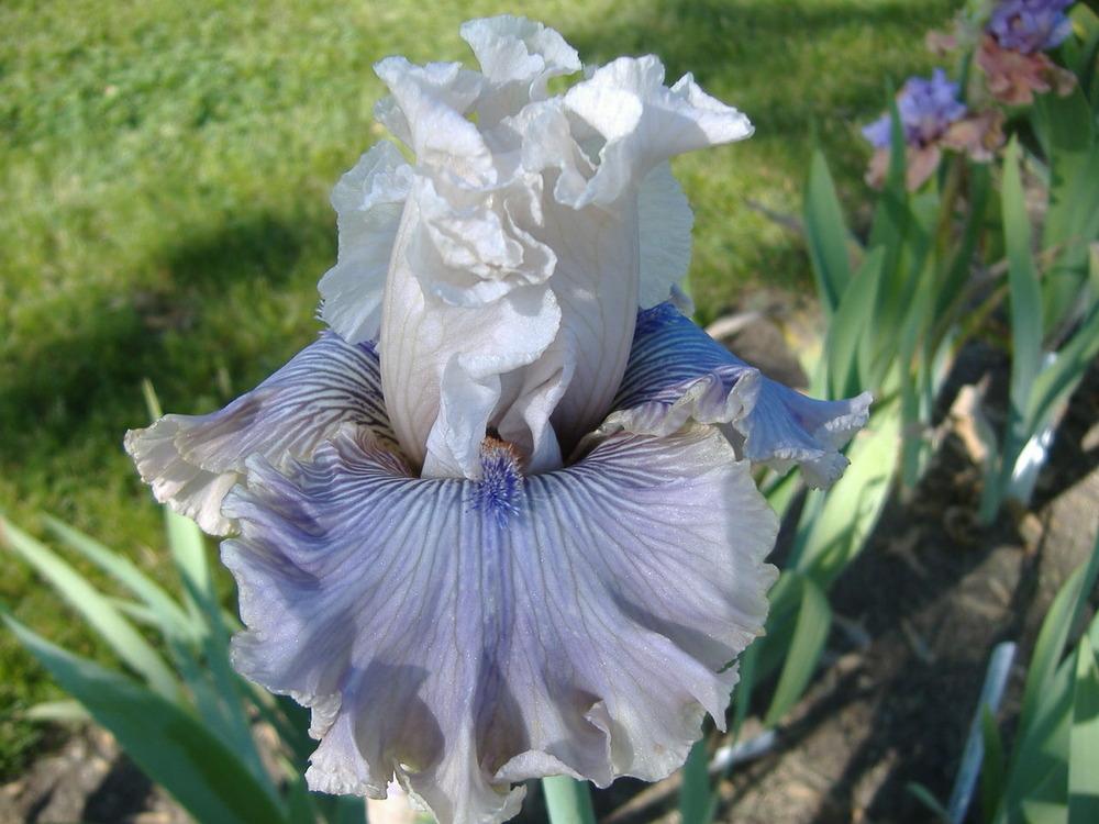 Photo of Tall Bearded Iris (Iris 'Haunted Heart') uploaded by tveguy3