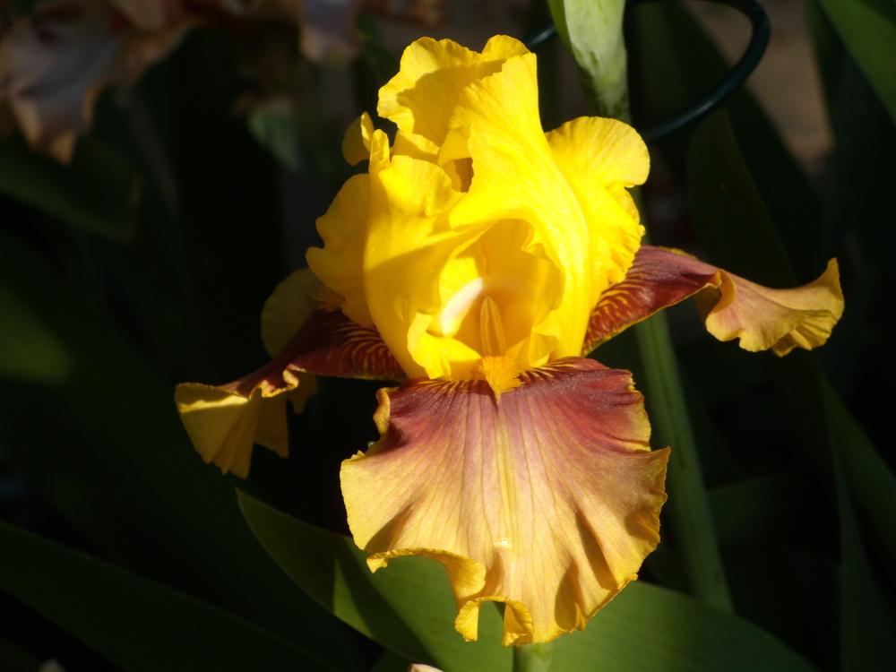 Photo of Tall Bearded Iris (Iris 'Solar Drama') uploaded by Betja