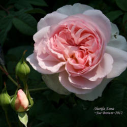 Location: In Zuzu's garden
Date: 2012-05-16