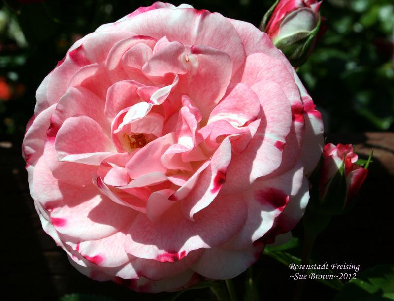 Photo of Rose (Rosa 'Rosenstadt Freising') uploaded by Calif_Sue