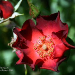 Location: In Zuzu's garden
Date: 2012-05-16