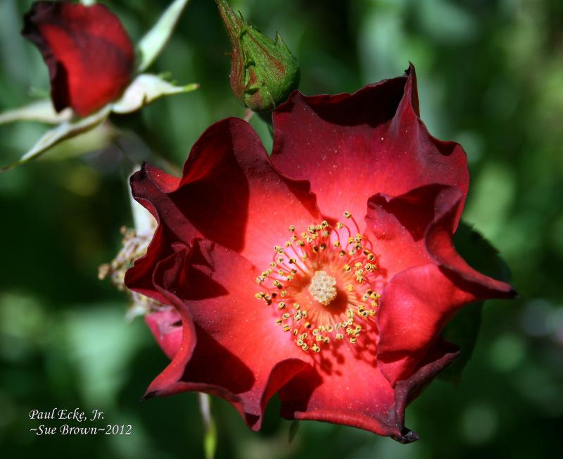 Photo of Rose (Rosa 'Paul Ecke, Jr.') uploaded by Calif_Sue