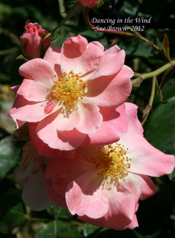 Photo of Rose (Rosa 'Dancing in the Wind') uploaded by Calif_Sue