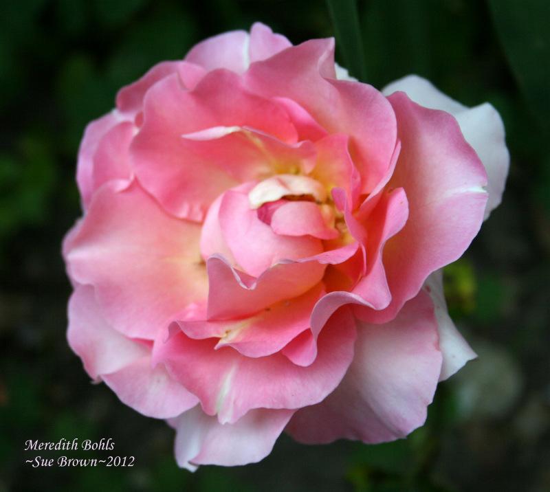 Photo of Rose (Rosa 'Meredith Bohls') uploaded by Calif_Sue