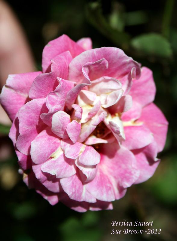 Photo of Rose (Rosa 'Persian Sunset') uploaded by Calif_Sue