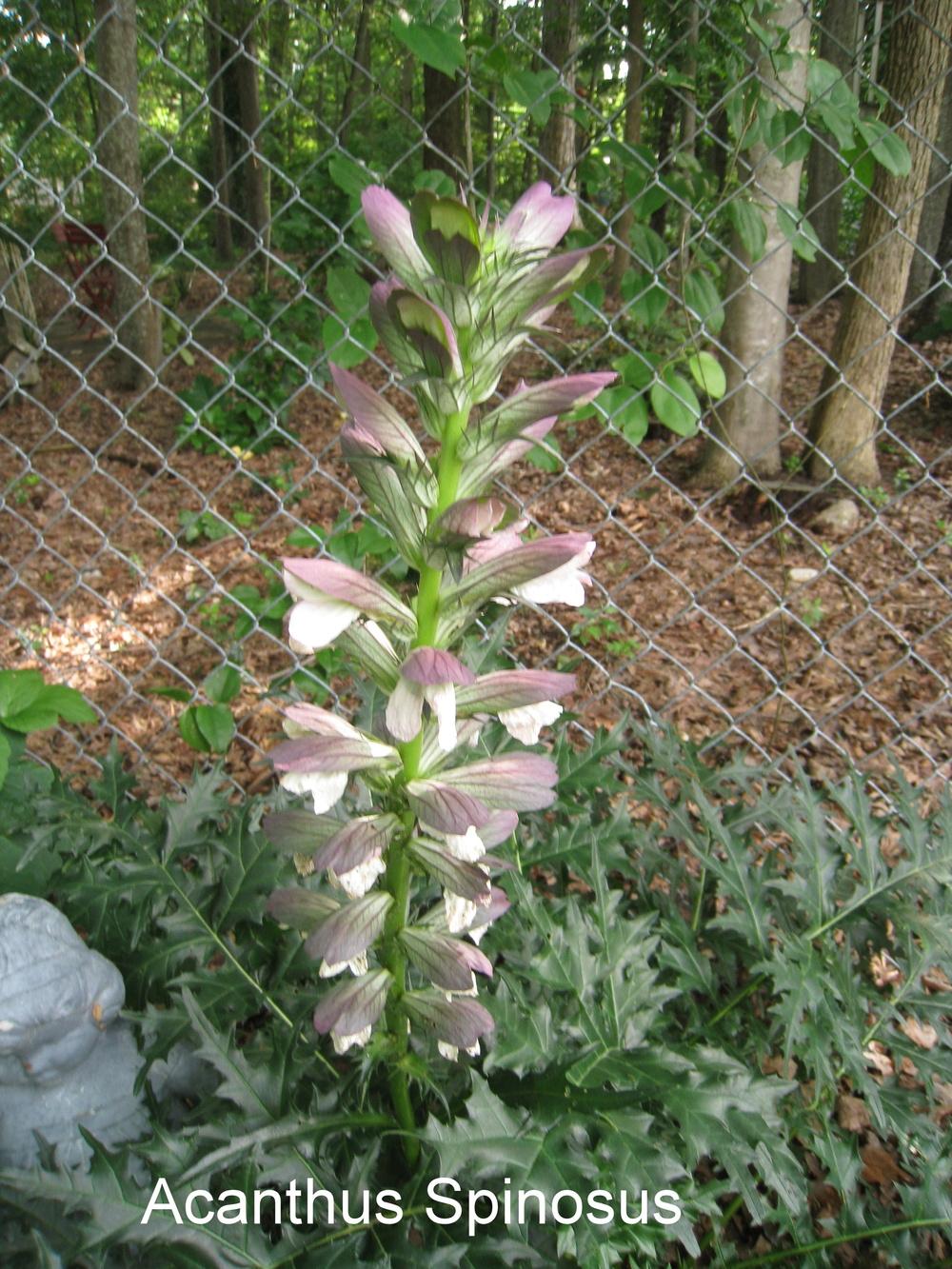 Photo of Bear's Breeches (Acanthus spinosus) uploaded by Hemophobic