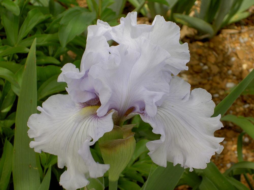 Photo of Tall Bearded Iris (Iris 'Silverado') uploaded by Muddymitts