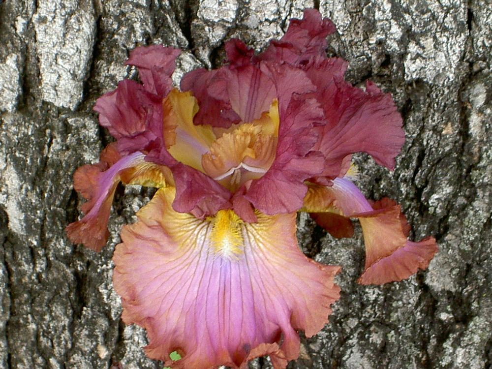 Photo of Tall Bearded Iris (Iris 'World of Color') uploaded by Muddymitts