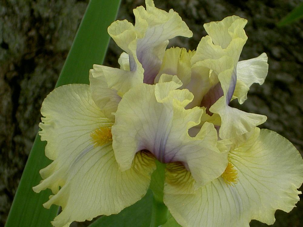 Photo of Tall Bearded Iris (Iris 'Trade Secret') uploaded by Muddymitts