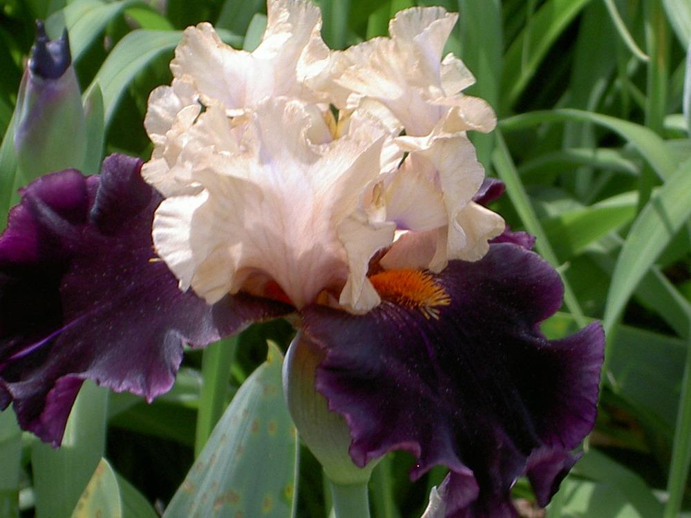 Photo of Tall Bearded Iris (Iris 'Foreign Legion') uploaded by Muddymitts