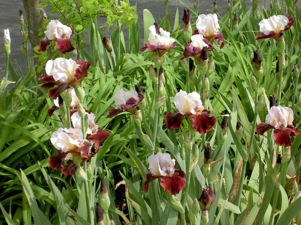 Photo of Tall Bearded Iris (Iris 'Lilac Wine') uploaded by Muddymitts