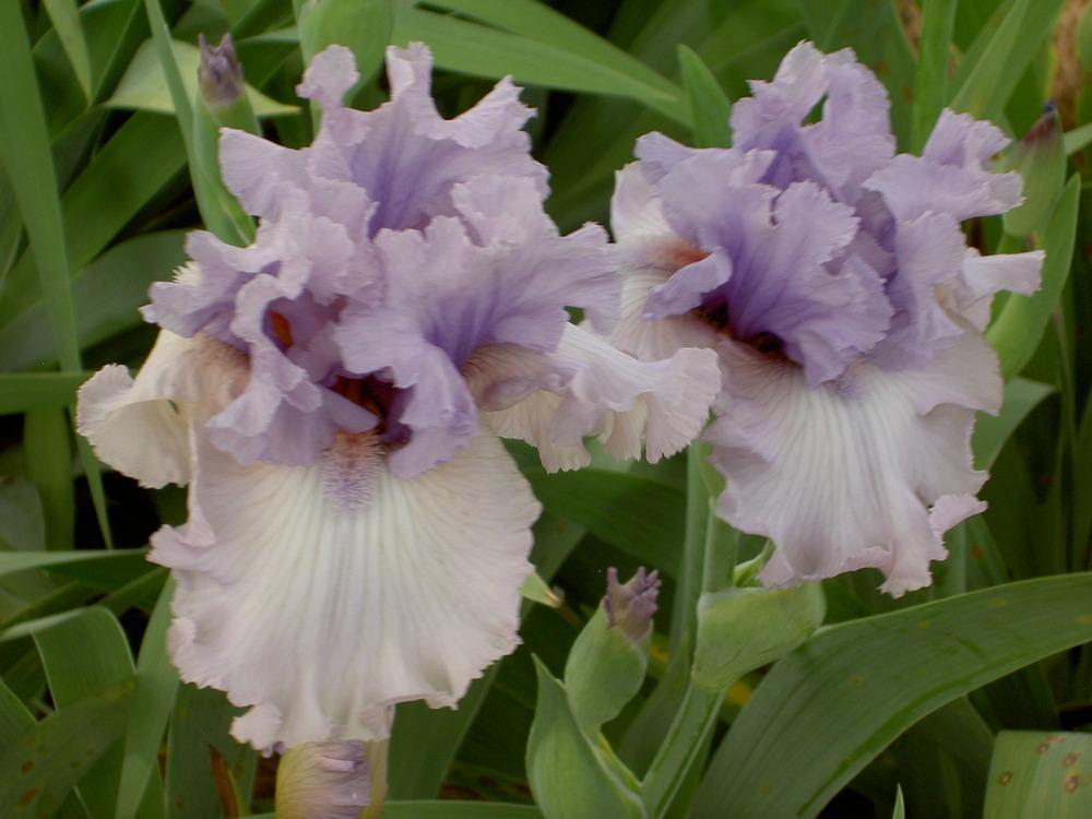 Photo of Tall Bearded Iris (Iris 'Crystal Gazer') uploaded by Muddymitts