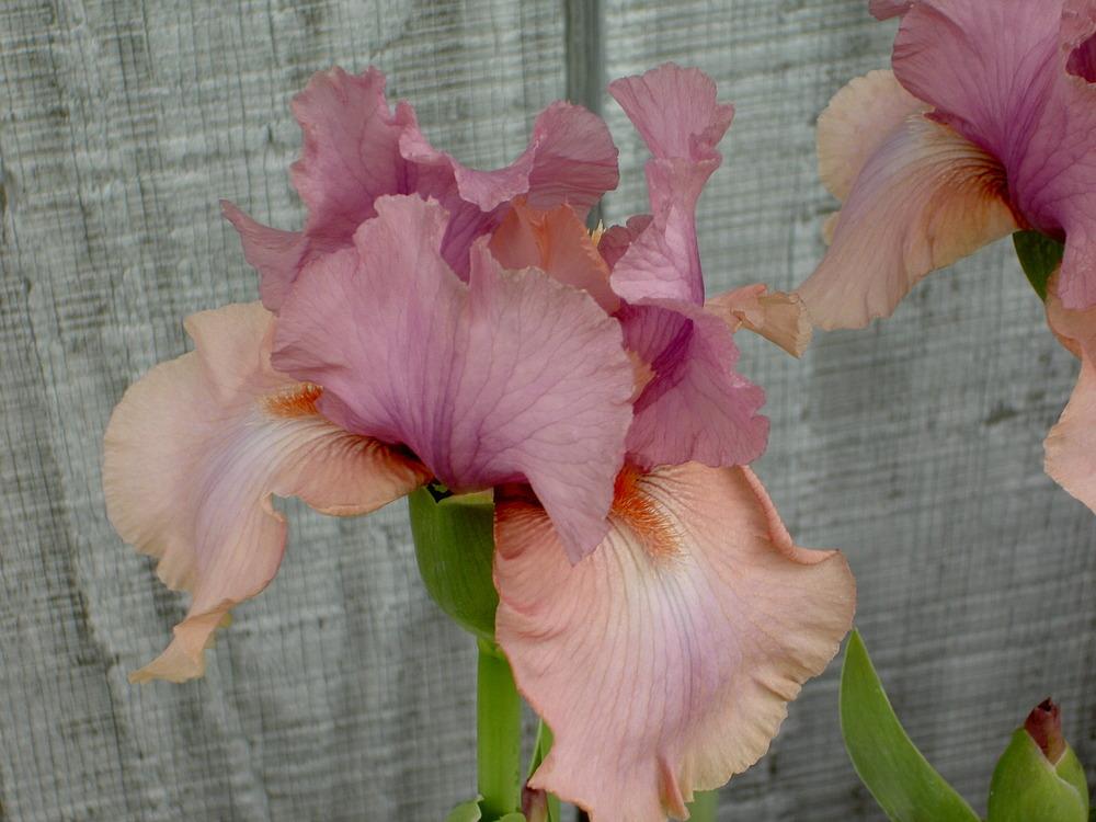 Photo of Tall Bearded Iris (Iris 'Keeping Up Appearances') uploaded by Muddymitts