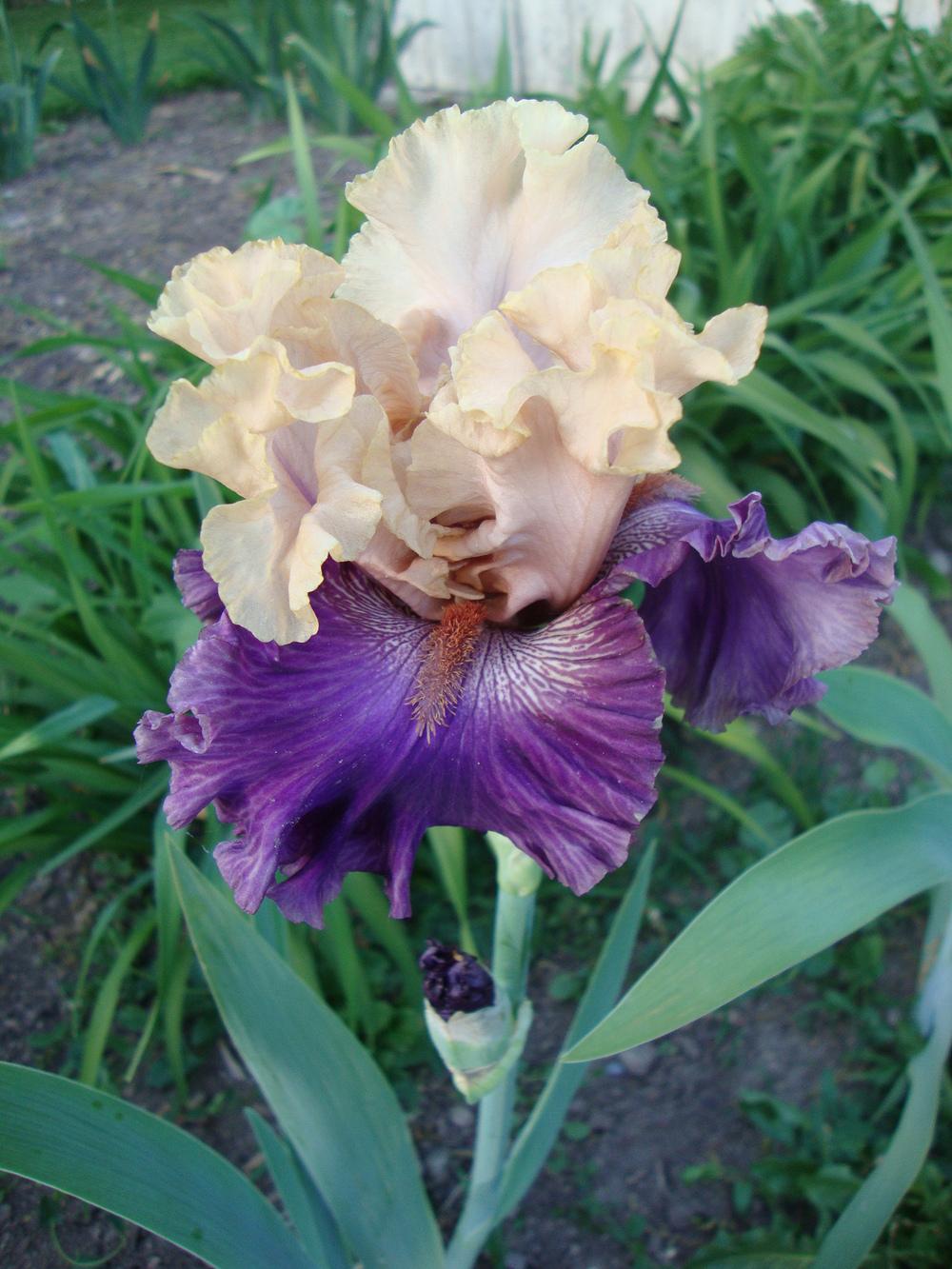 Photo of Tall Bearded Iris (Iris 'Puff the Magic') uploaded by Paul2032