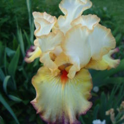 Location: Pleasant Grove, Utah
Date: 2012-05-15
In my garden