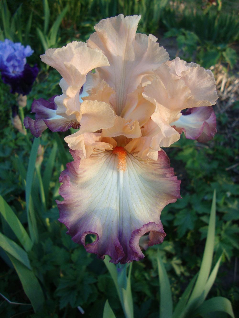Photo of Tall Bearded Iris (Iris 'Comfortable') uploaded by Paul2032