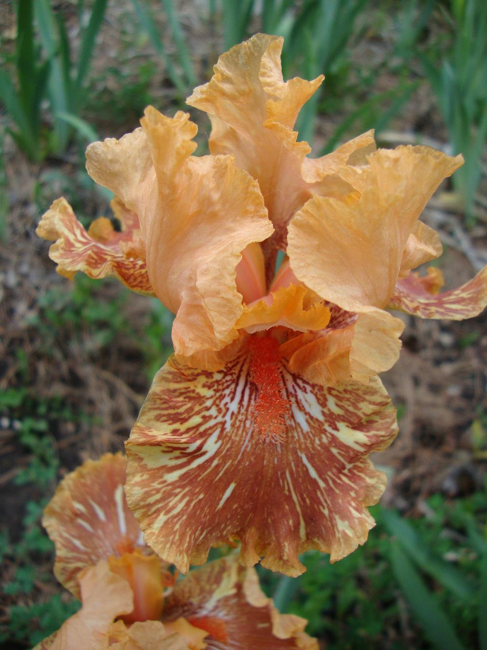 Photo of Tall Bearded Iris (Iris 'Orangutan Orange') uploaded by Paul2032