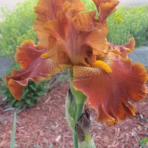 You can see the brilliant yellow beard .. I love this iris!