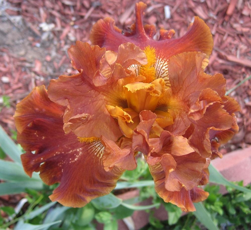 Photo of Tall Bearded Iris (Iris 'Cayenne Pepper') uploaded by Skiekitty